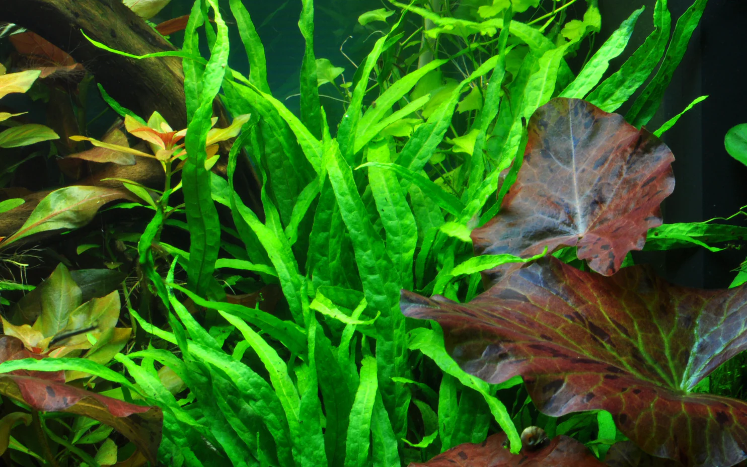 Tropica Microsorum pteropus Narrow PCS (Java Fern) - Image 3