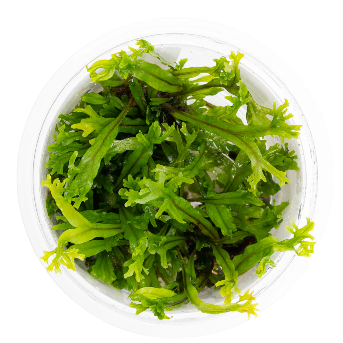 Tropica Microsorum pteropus 'Windelov' 1-2-GROW Java Fern - Image 2