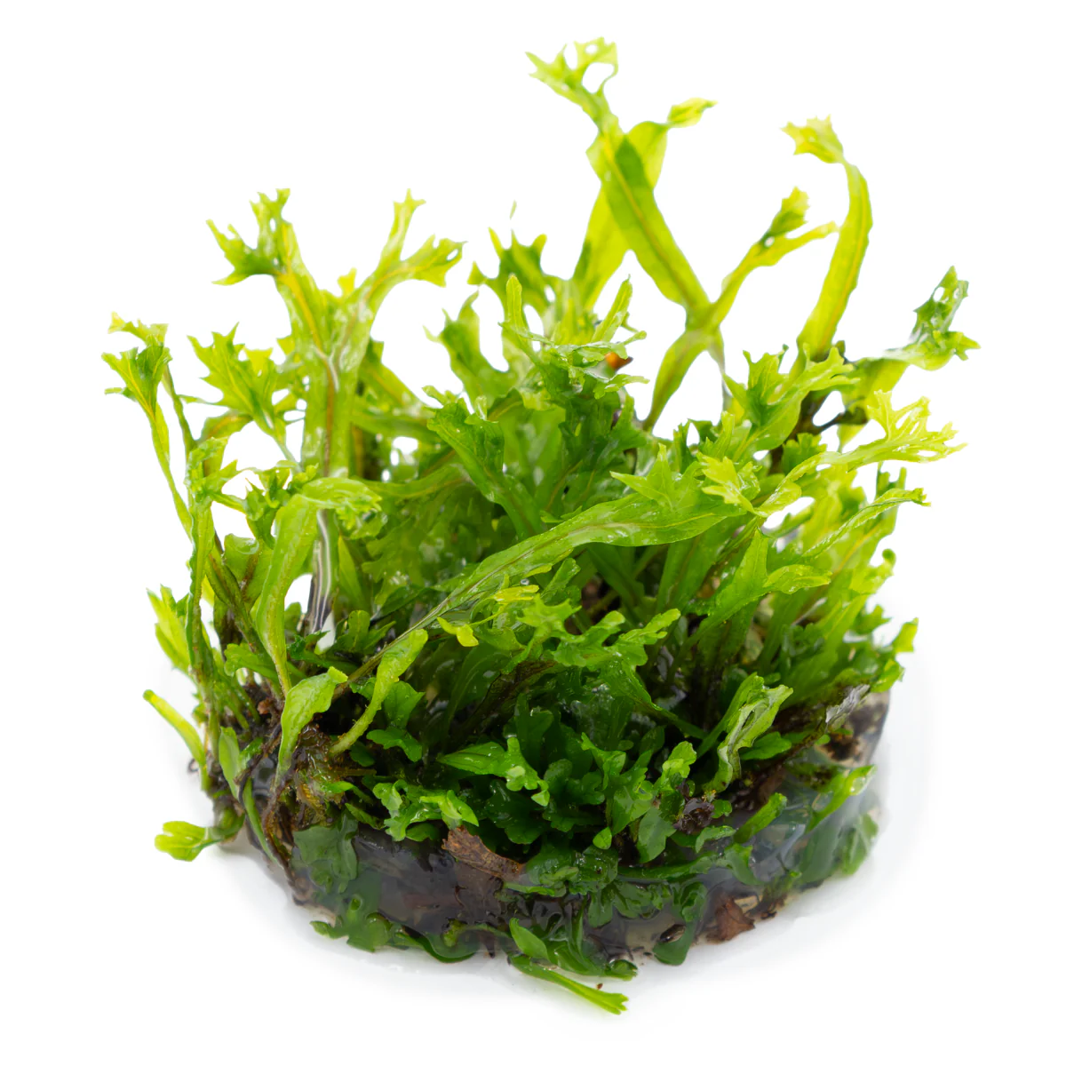 Tropica Microsorum pteropus 'Windelov' 1-2-GROW Java Fern - Image 3