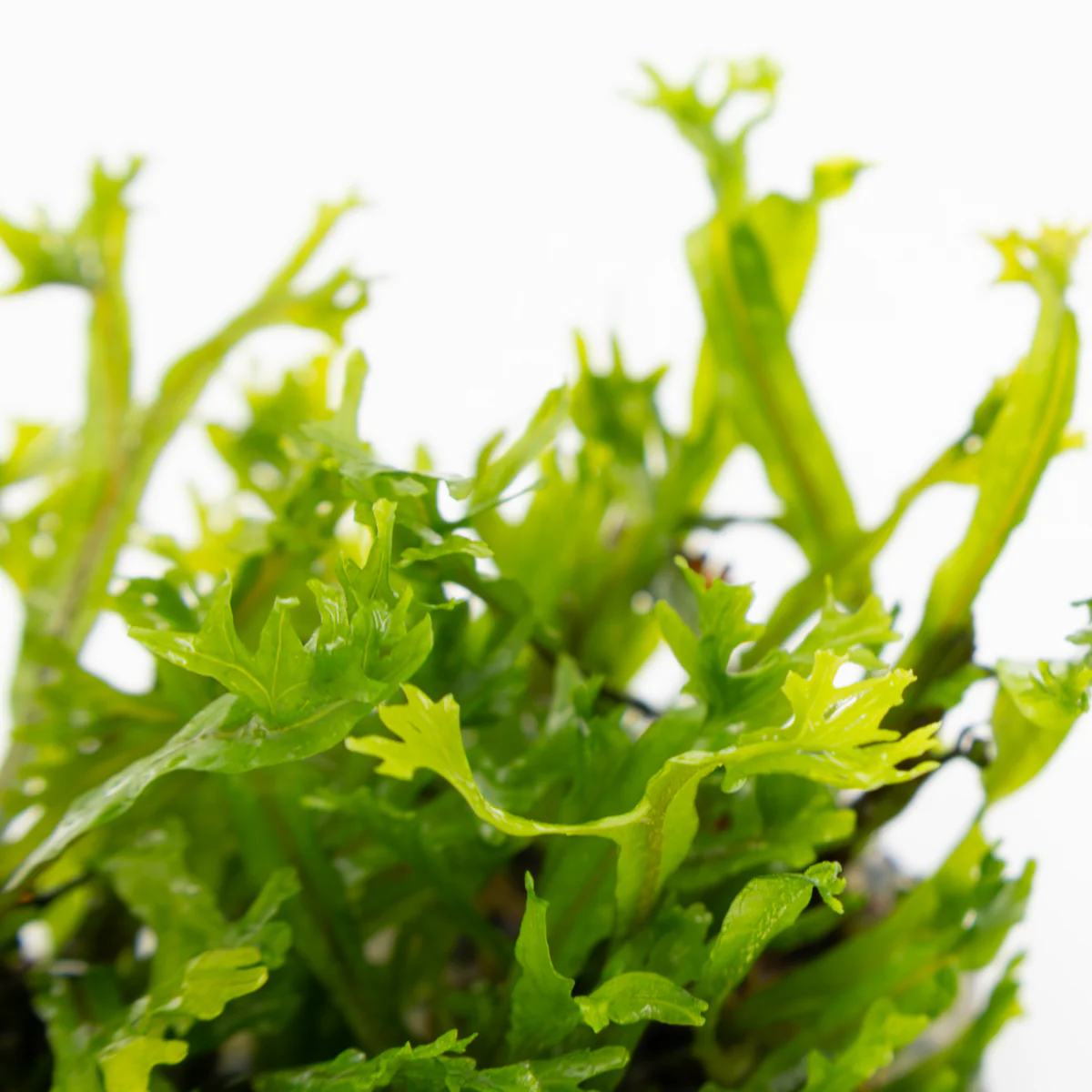 Tropica Microsorum pteropus 'Windelov' 1-2-GROW Java Fern - Image 4