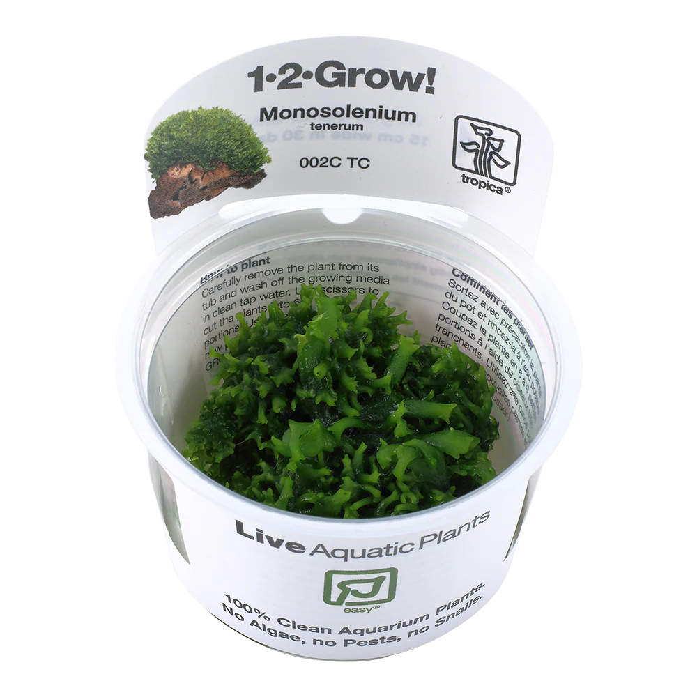 Tropica Monosolenium tenerum liverwort 1-2-GROW
