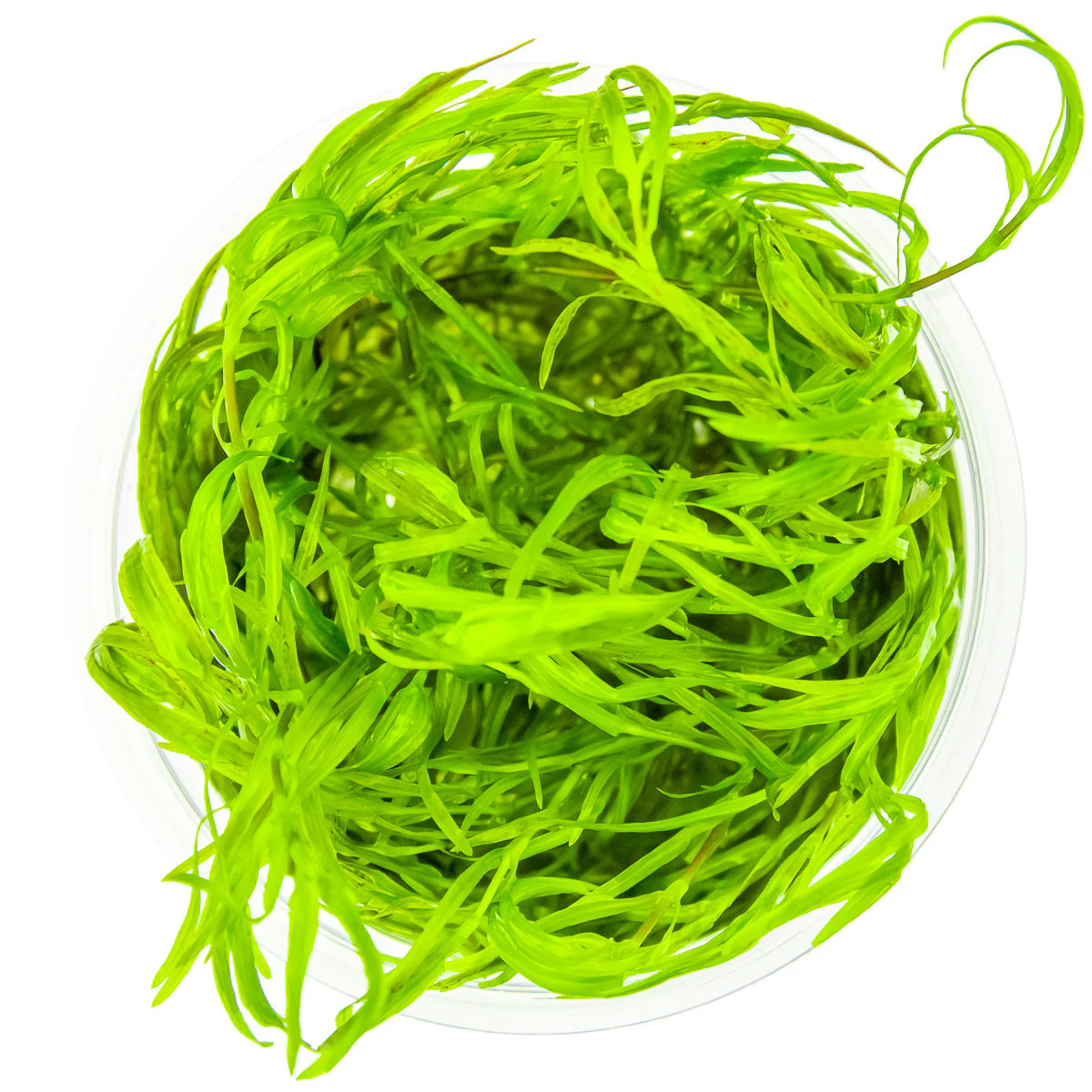 Tropica Najas guadalupensis 'Guppy Grass' 1-2-GROW - Image 2