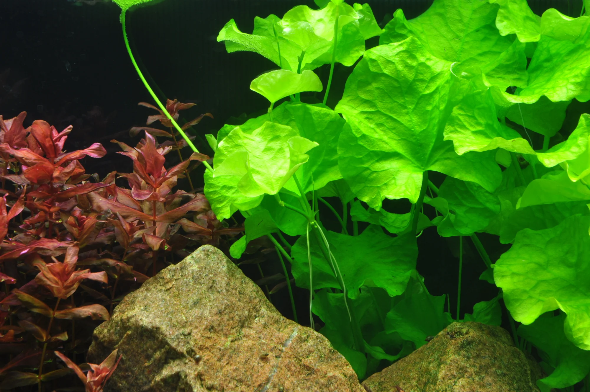 Tropica Nymphoides hydrophylla Taiwan 1-2-GROW - Image 2