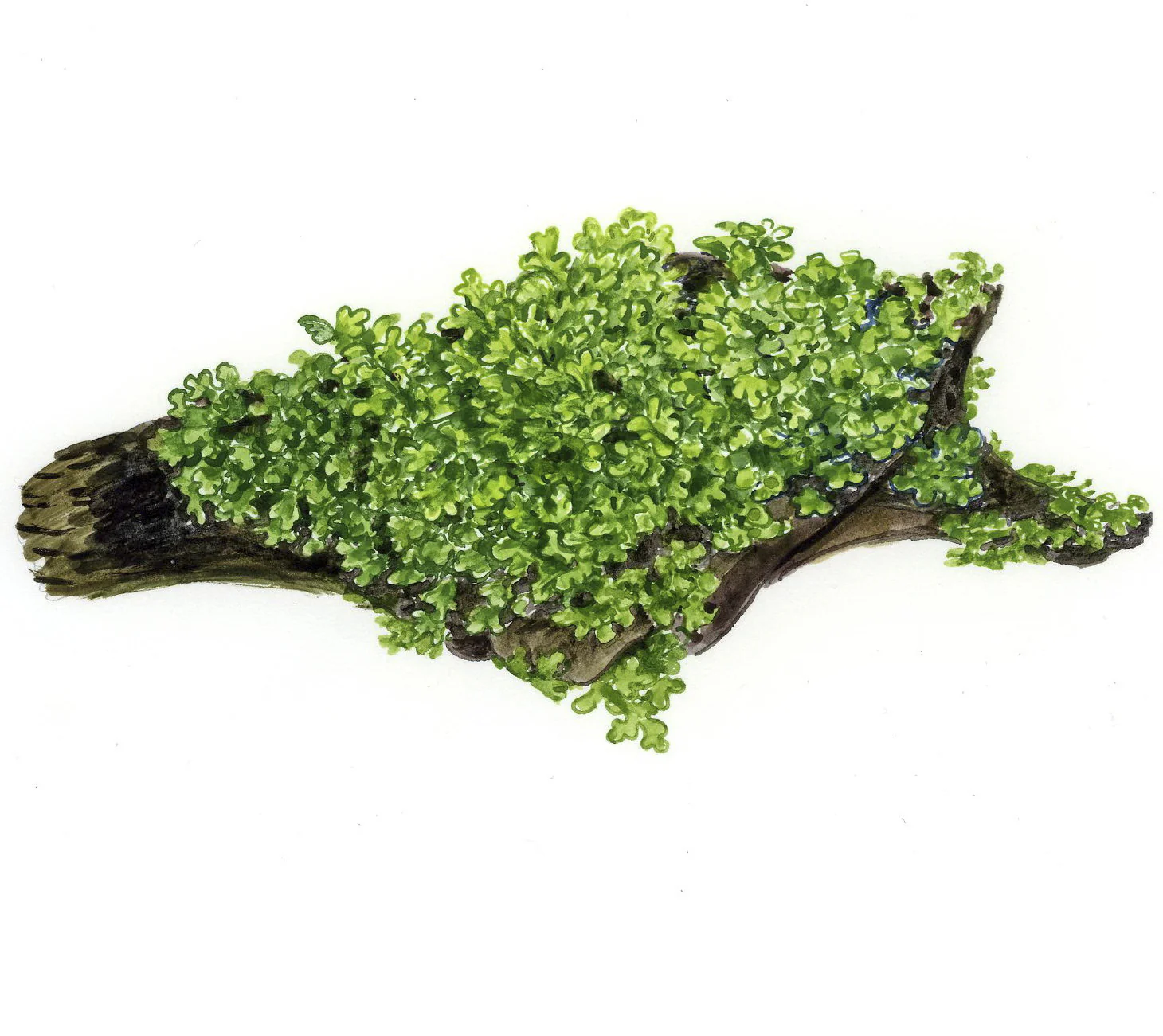 Tropica Riccardia chamedryfolia 1-2-GROW - Image 5