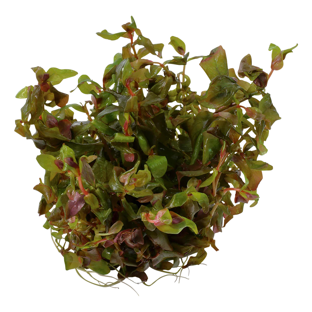 Tropica Rotala macrandra 1-2-GROW - Image 3