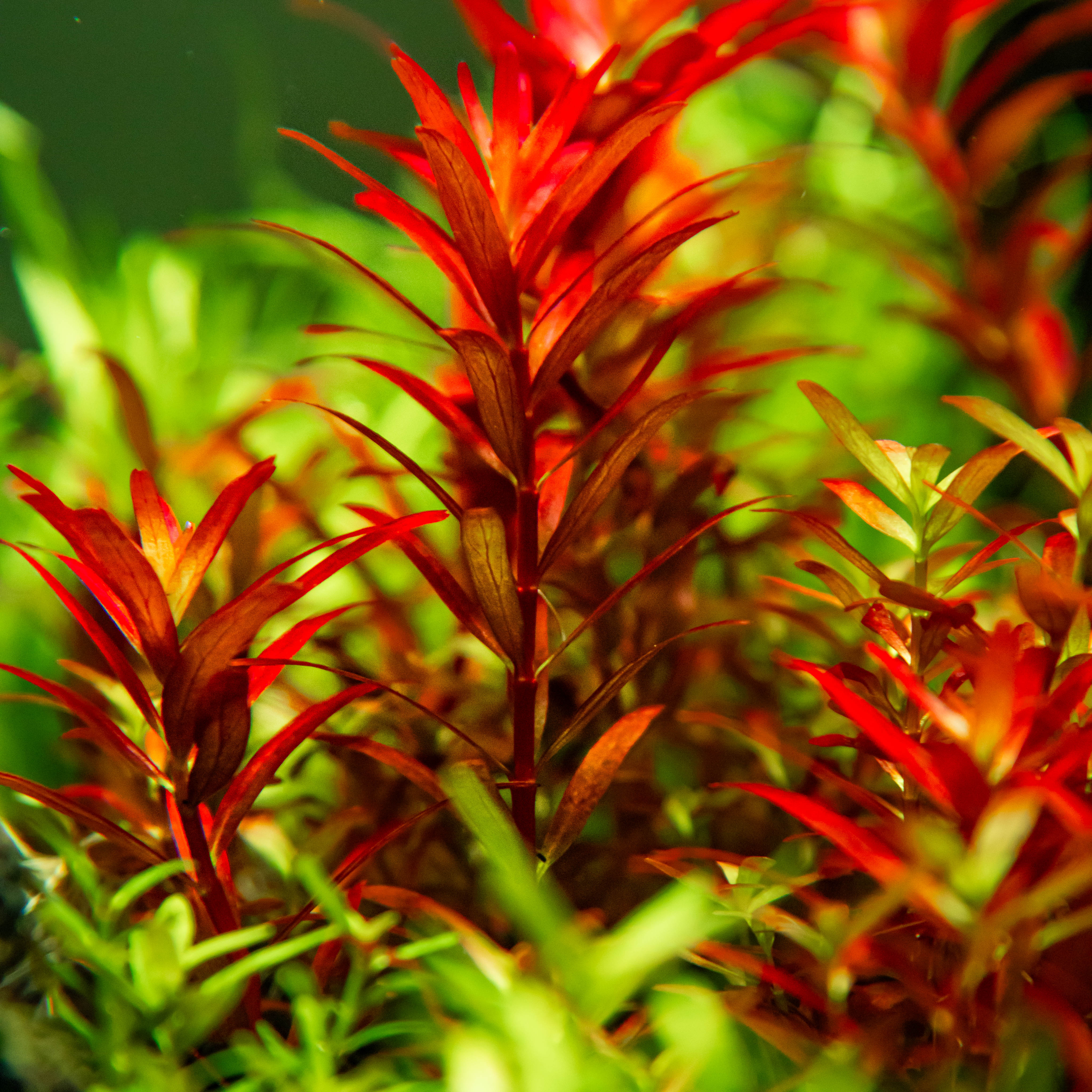 Tropica Rotala rotundifolia 'Blood Red' 1-2-GROW - Image 3