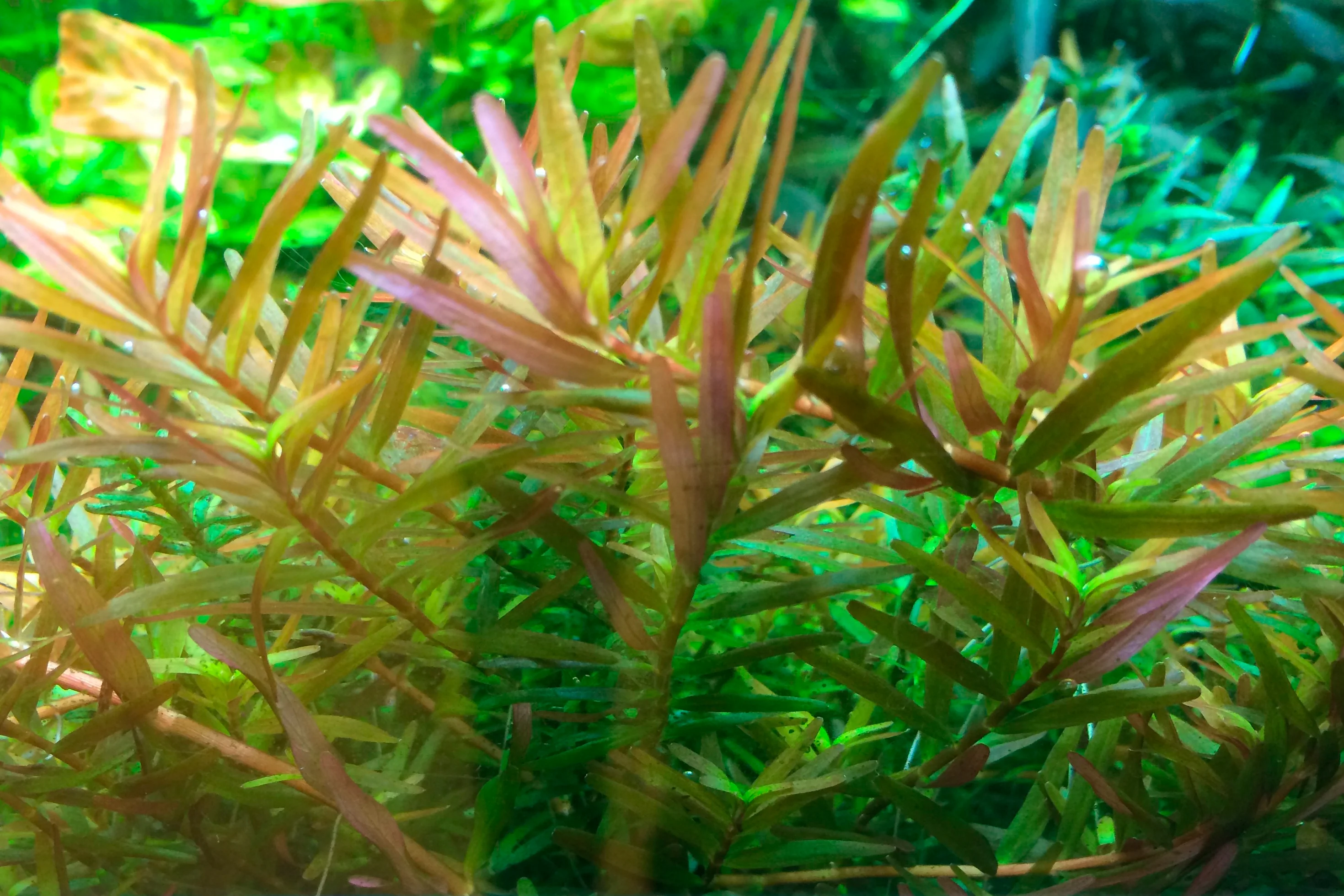 Tropica Rotala rotundifolia H'ra 1-2-GROW - Image 4