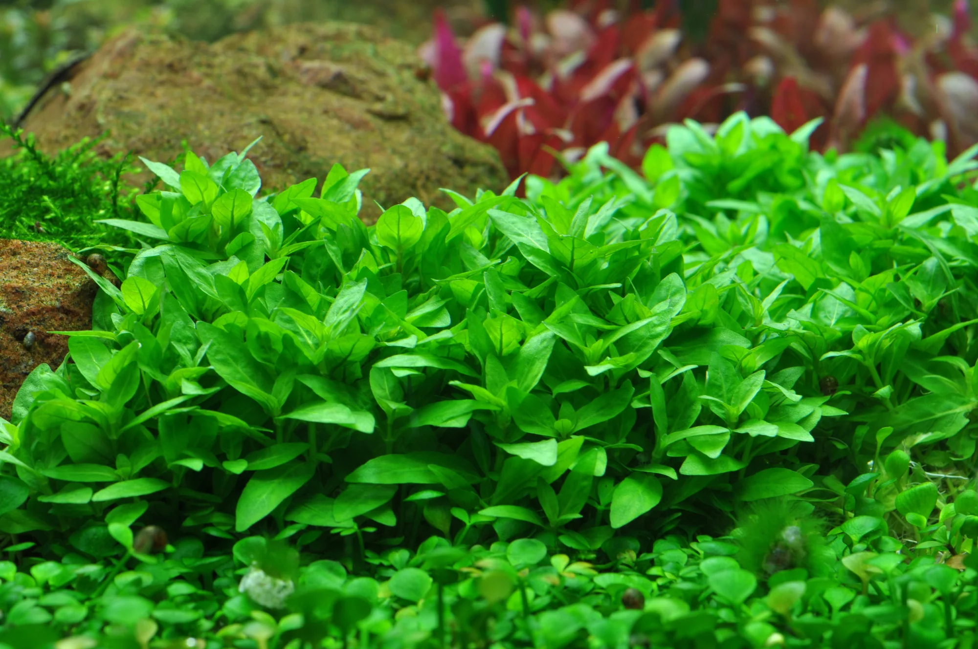 Tropica Staurogyne repens PCS - Image 3