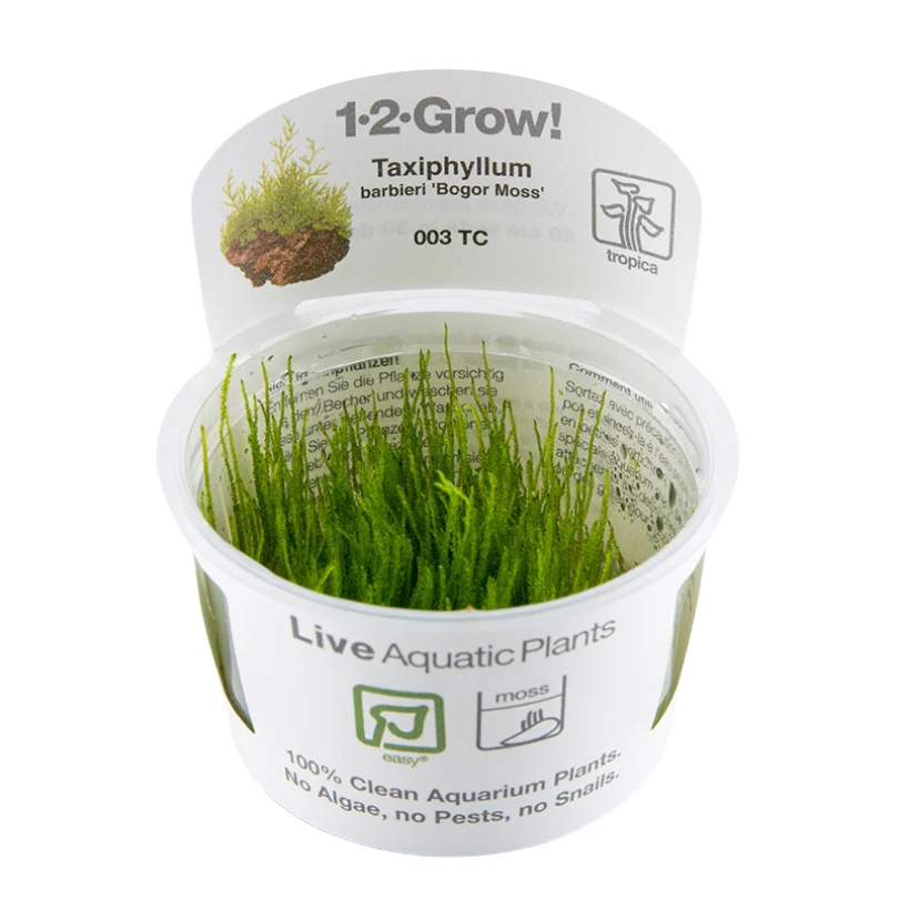 Tropica Taxiphyllum barbieri Java Moss 1-2-GROW