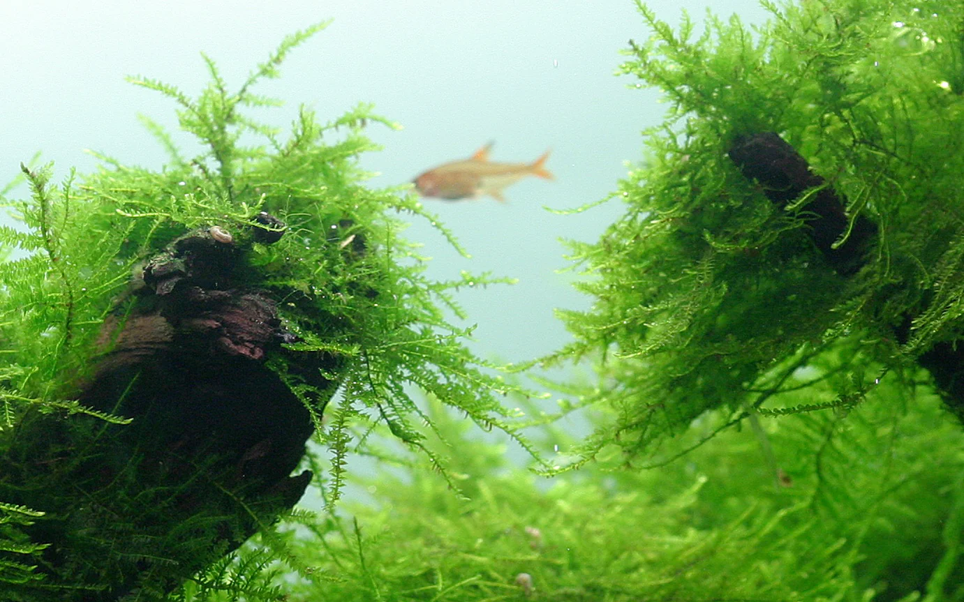 Tropica Taxiphyllum barbieri Java Moss 1-2-GROW - Image 2