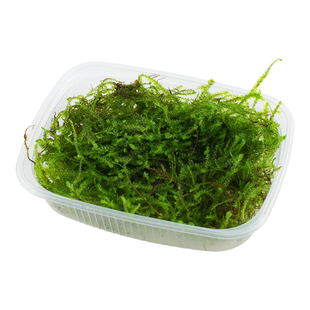 Tropica Taxiphyllum barbieri Java Moss PORTION