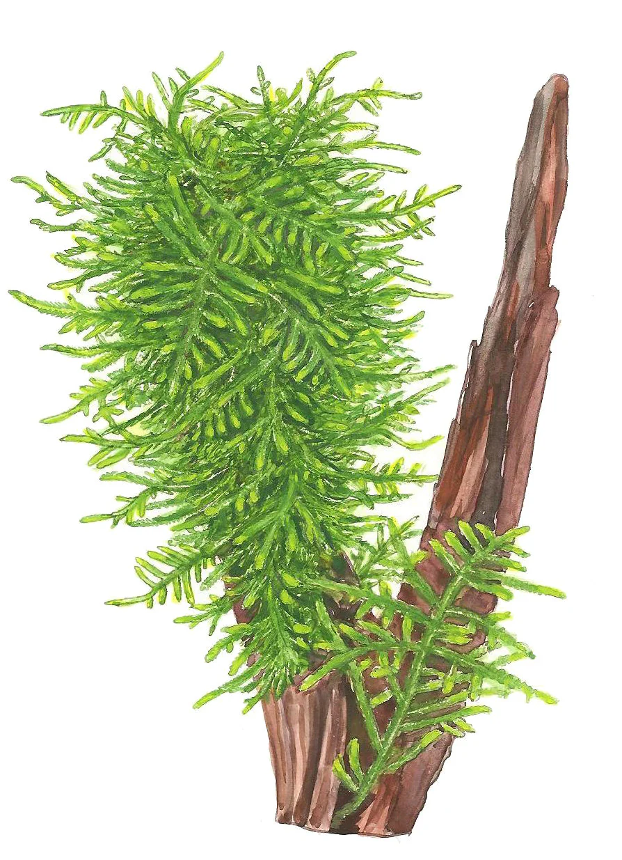 Tropica Taxiphyllum Spiky Moss PORTION - Image 5
