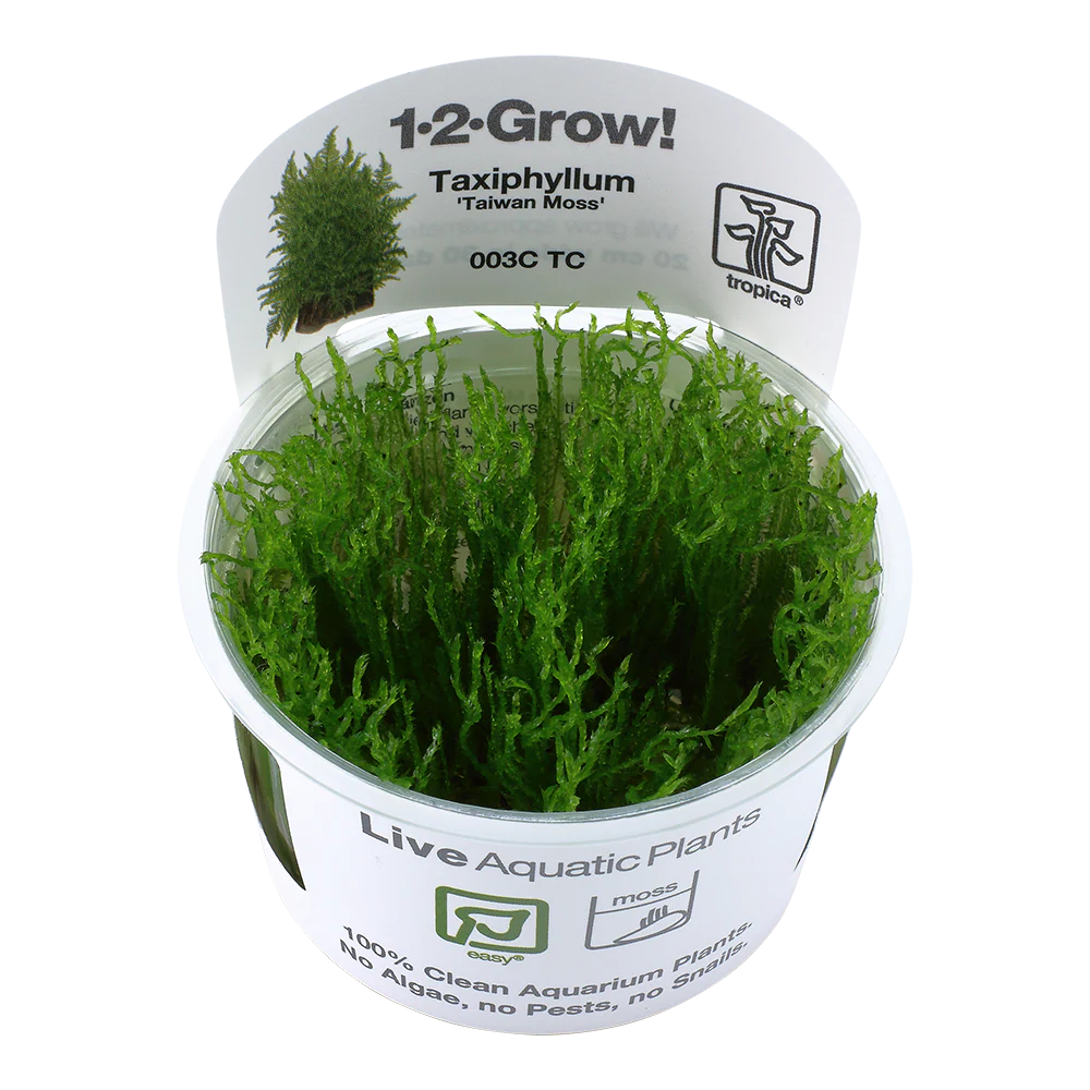 Tropica Taxiphyllum Taiwan Moss 1-2-GROW