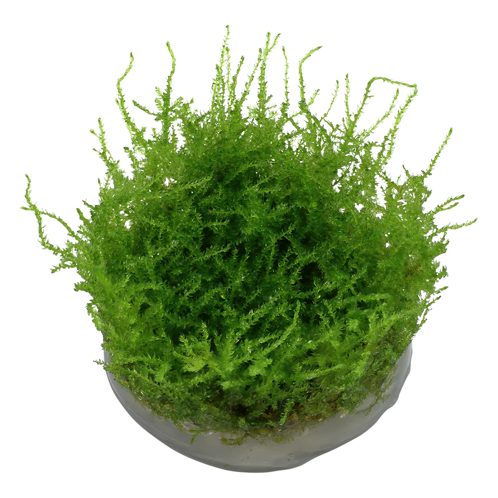 Tropica Vesicularia montagnei Christmas Moss 1-2-GROW - Image 4